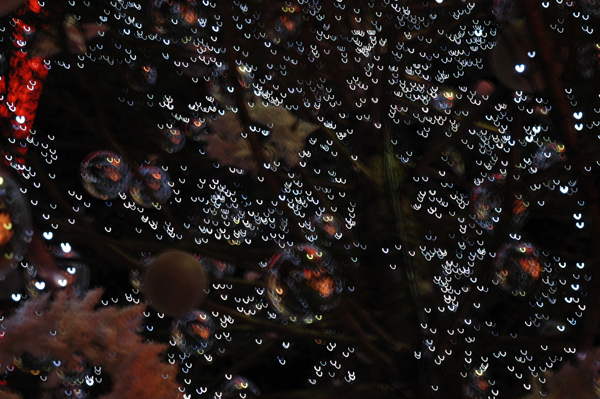 DSC_5994.JPG