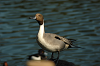 DSC_0089_thumb.png