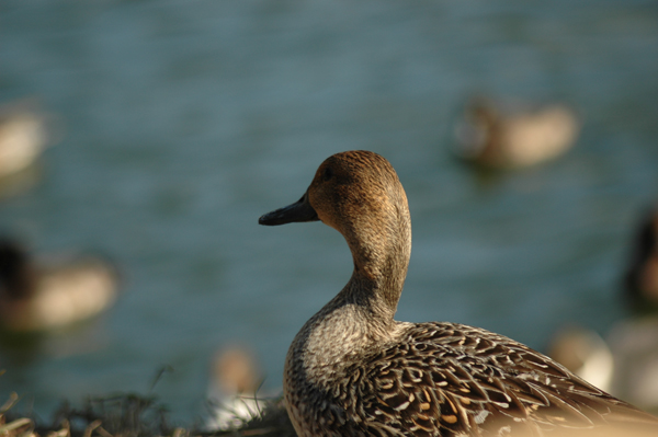 DSC_0107.JPG