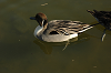 DSC_0122_thumb.png