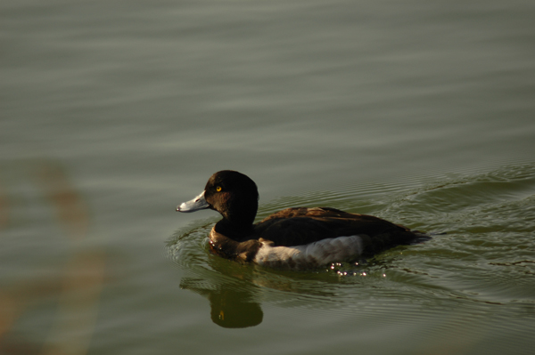 DSC_0198.JPG