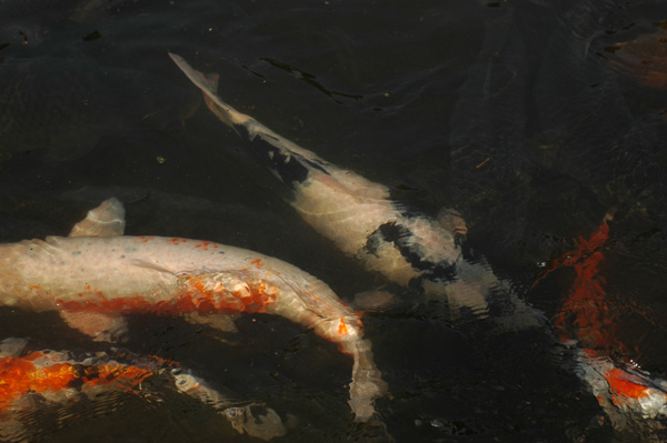DSC_2721.JPG